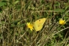 Clouded Yellow - 20th August 2013