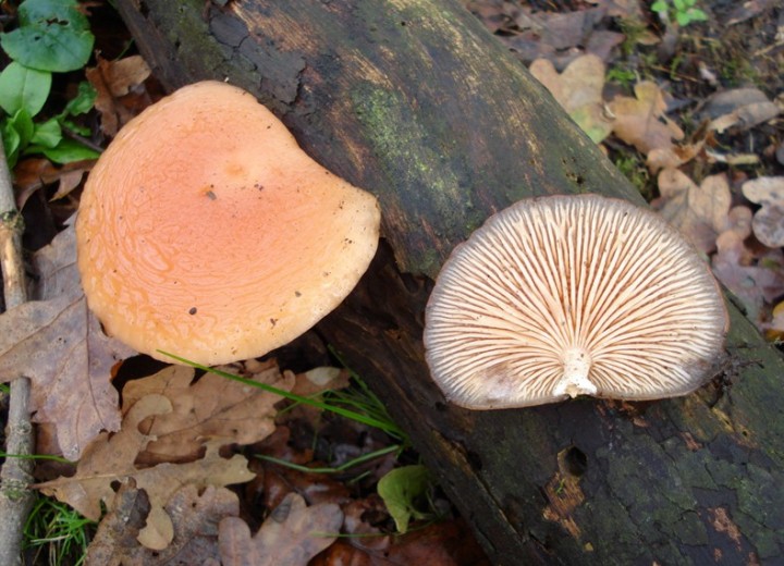 Rhodotus palmatus Copyright: Sue Grayston