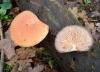 Rhodotus palmatus 