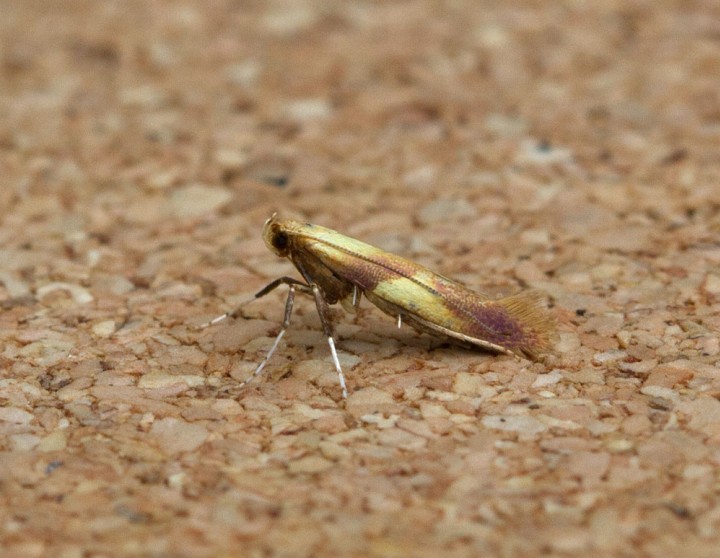 Caloptilia robustella Copyright: Graham Ekins