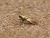 Caloptilia robustella Copyright: Graham Ekins