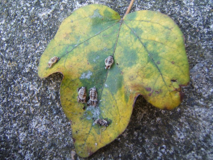 Empty Harlequin pupa cases on sycamore leaf Copyright: Peter Pearson