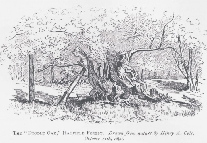 Doodle Oak Hatfield Forest Copyright: Essex Field Club