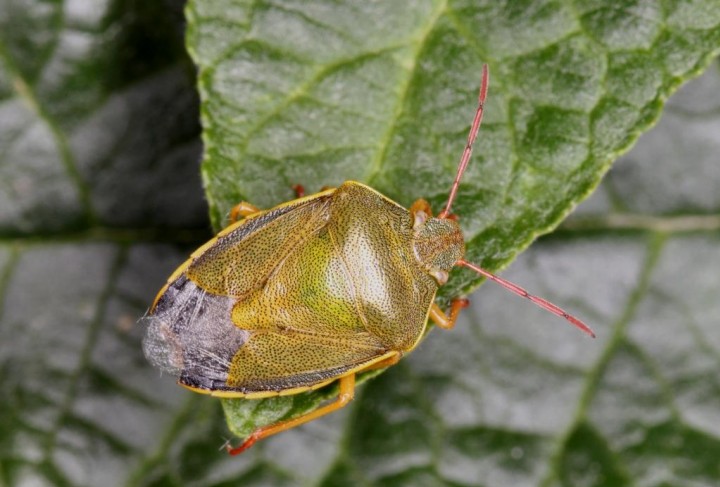 Piezodorus lituratus Copyright: Peter Harvey