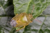 Piezodorus lituratus Copyright: Peter Harvey