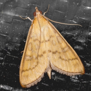 Mecyna flavalis 29-07-2021 Copyright: Bill Crooks