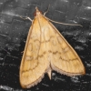 Mecyna flavalis 29-07-2021