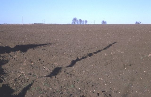 true brown field Copyright: Peter Harvey