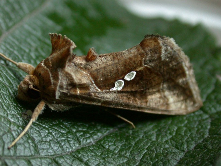 Golden Twin-Spot Copyright: Graham Ekins