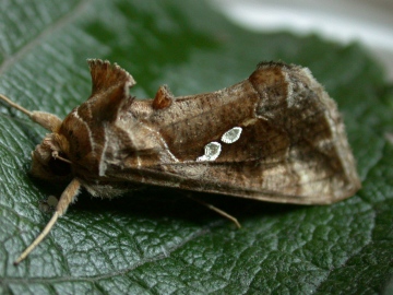 Golden Twin-Spot Copyright: Graham Ekins