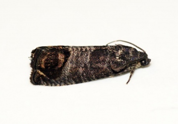 Codling Moth (Cydia pomonella) Copyright: Ben Sale