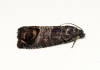 Codling Moth (Cydia pomonella) Copyright: Ben Sale