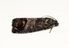 Codling Moth (Cydia pomonella)