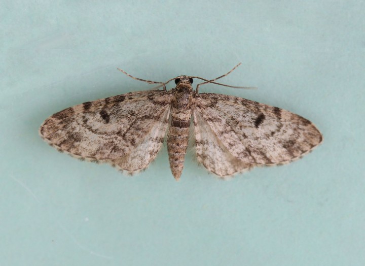 Dwarf Pug  Eupithecia tantillaria Copyright: Graham Ekins