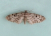 Dwarf Pug  Eupithecia tantillaria Copyright: Graham Ekins