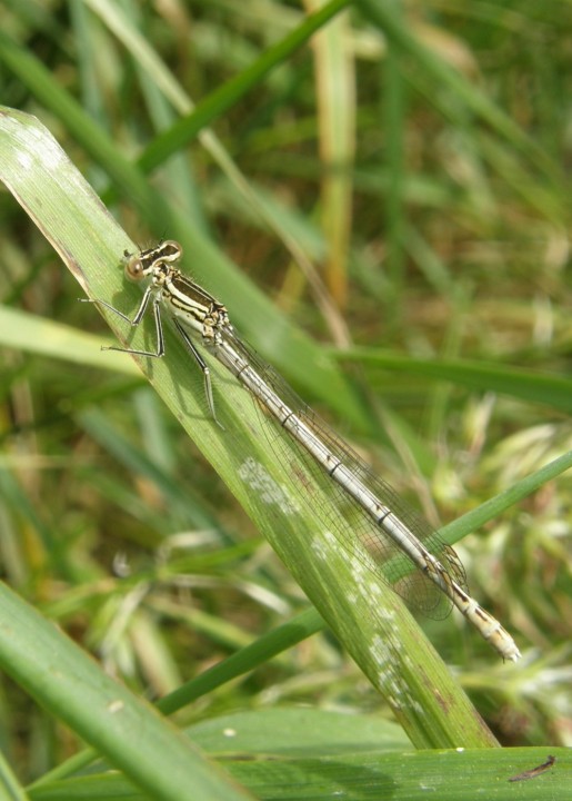 White-legged damselfly female Copyright: Sue Grayston