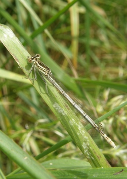 White-legged damselfly female Copyright: Sue Grayston