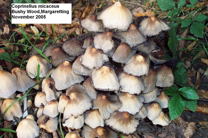 Coprinellus micaceus Copyright: Graham Smith