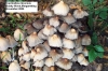 Coprinellus micaceus 