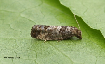 Spilonota ocellana Copyright: Graham Ekins