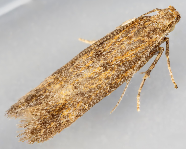 Common Thistle Miner (Scrobipalpa acuminatella) Copyright: Bill Crooks