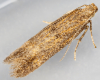 Common Thistle Miner (Scrobipalpa acuminatella) 