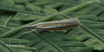 Agriphila selasella 2 Copyright: Graham Ekins