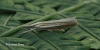 Agriphila selasella 2 Copyright: Graham Ekins