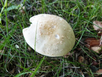 Amanita franchettii 1 Copyright: Graham Smith