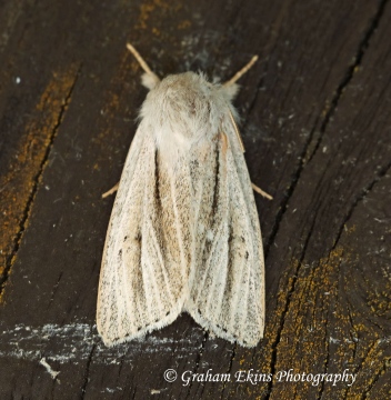 Reed Dagger  Simyra albovenosa 2 Copyright: Graham Ekins