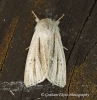 Reed Dagger  Simyra albovenosa 2 Copyright: Graham Ekins