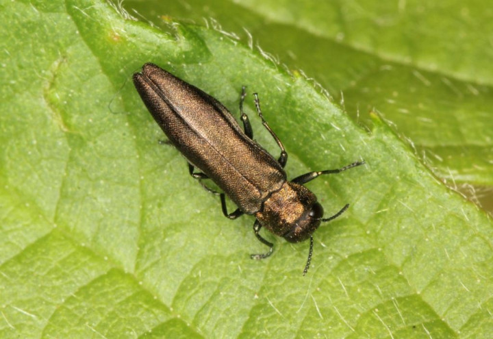 Agrilus cuprescens male Copyright: Peter Harvey