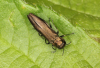 Agrilus cuprescens male