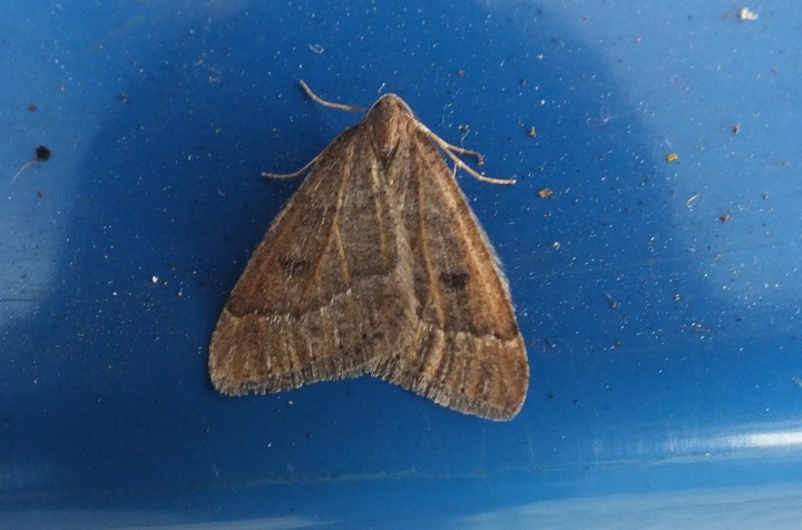 Early Moth on windowsill Copyright: Peter Pearson