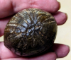 Echinocorys scutata 2 