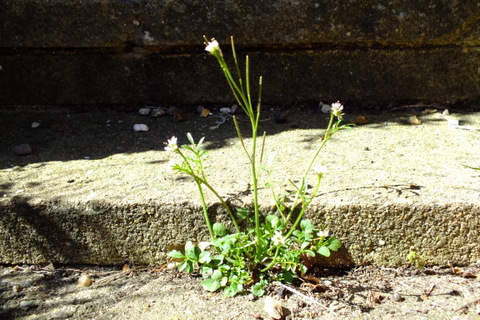 Hairy Bittercress Cardamine hirsuta Copyright: Peter Pearson