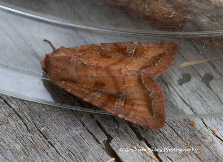 Splendid Brocade  Lacanobia splendens 2 Copyright: Graham Ekins