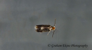 Ectoedemia albifasciella GD Copyright: Graham Ekins