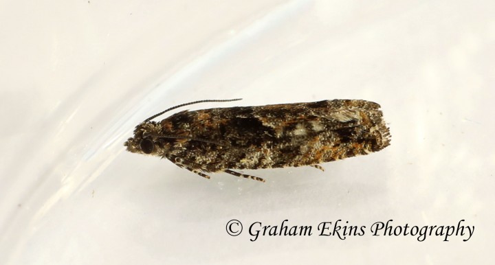 Epinotia immundana GD Copyright: Graham Ekins