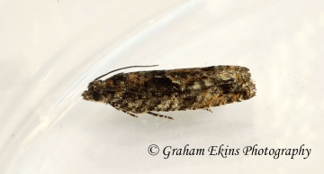 Epinotia immundana GD Copyright: Graham Ekins