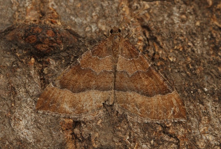 Mallow  Larentia clavaria Copyright: Graham Ekins