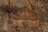 Mallow  Larentia clavaria 