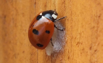 7-Spot Ladybird with Dinocampus chrysalis Copyright: Peter Pearson