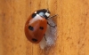 7-Spot Ladybird with Dinocampus chrysalis 