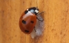 7-Spot Ladybird with Dinocampus chrysalis