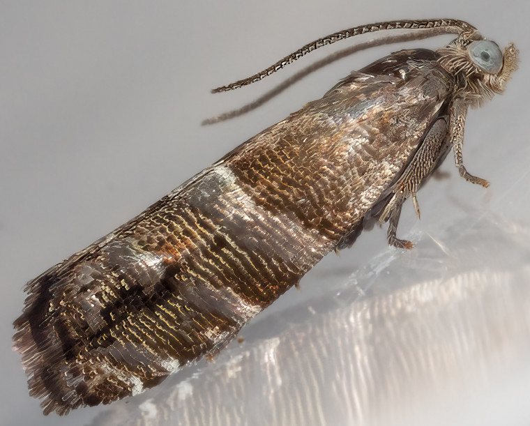 Juniper Berry Piercer (Pammene juniperana) Copyright: Bill Crooks