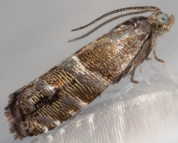 Juniper Berry Piercer (Pammene juniperana) Copyright: Bill Crooks