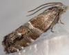 Juniper Berry Piercer (Pammene juniperana)