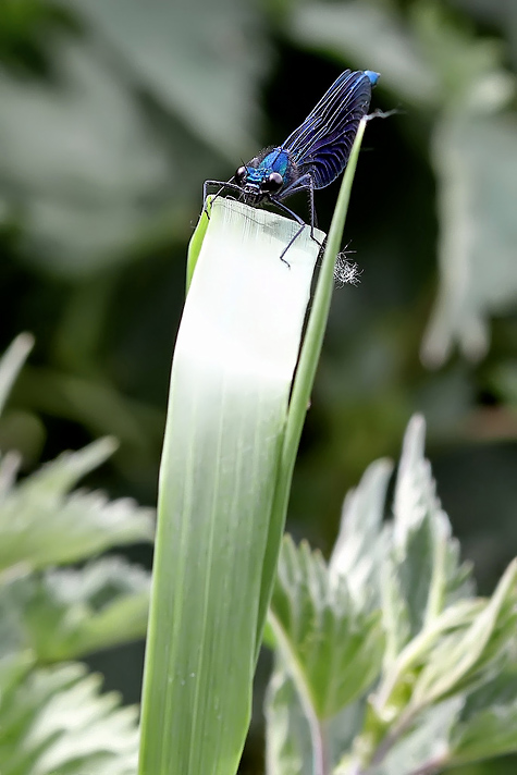 Calopteryx splendens - male (16 May 11) Copyright: Leslie Butler