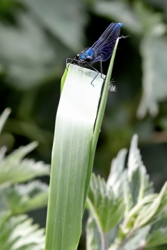 Calopteryx splendens - male (16 May 11) Copyright: Leslie Butler